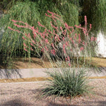 Red Yucca Plant, Hardy Yucca Live Plants in 4" Pot, 4-8 Inches Tall Plant for Growing Outdoor Garden