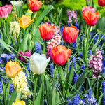 Pack of 30 Multicolor Flower Bulbs for Spring Planting, Ranunculus Bulbs for Planting, Spring Blooms Vibrant Perennial Bulbs for Garden Borders (Multicolor Bulbs)