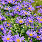 Set 2 Hardy Aster Plants Live, Perennial Aster Flowers for Planting Outdoor, Container, Garden 4-8 Inches - Blue Blooms