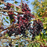 Set of 10 Elderberry Cuttings Plant, Elderberry Fruit Plant, Black Elderberries, 6-8 Inches Long, Ready to Grow