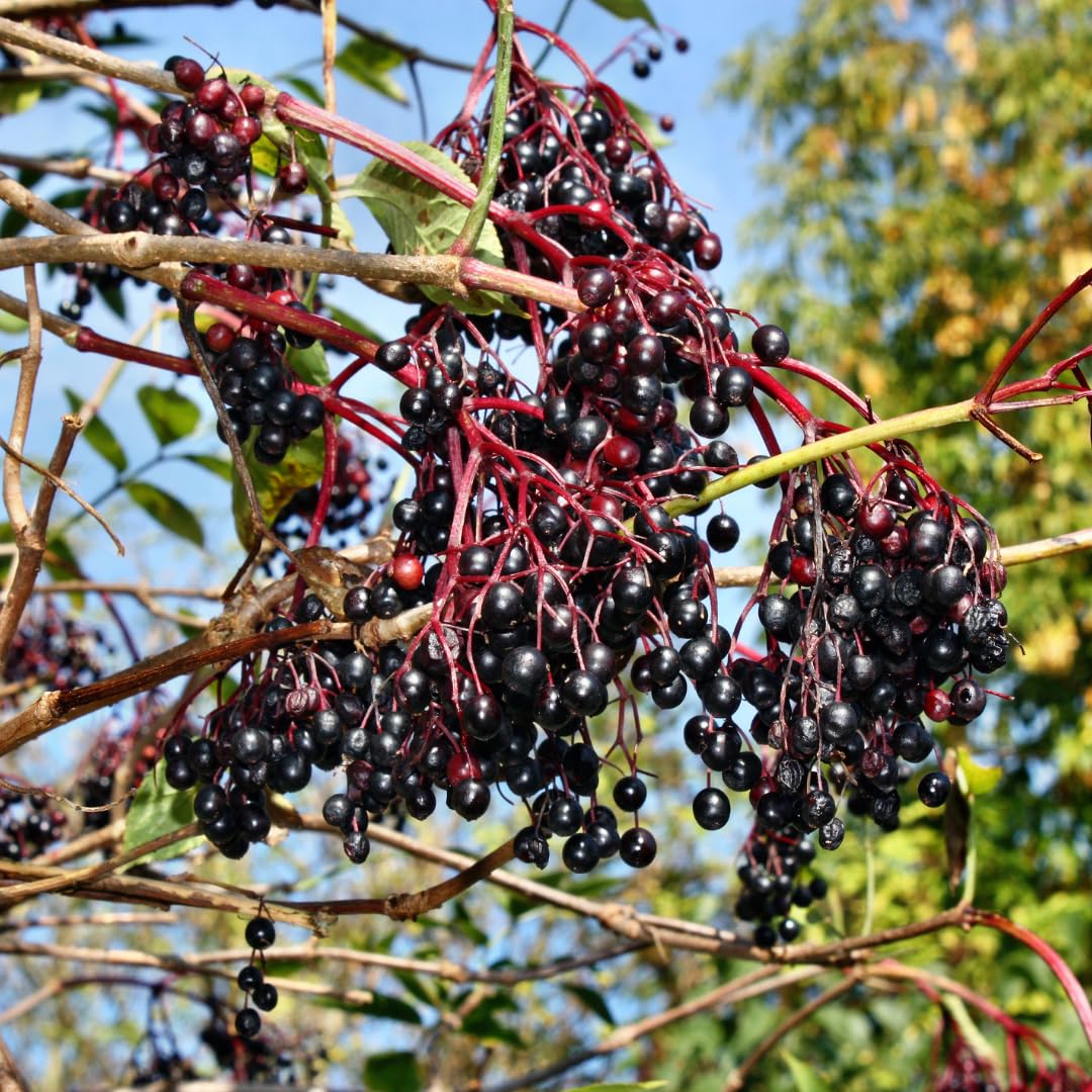 Set of 10 Elderberry Cuttings Plant, Elderberry Fruit Plant, Black Elderberries, 6-8 Inches Long, Ready to Grow