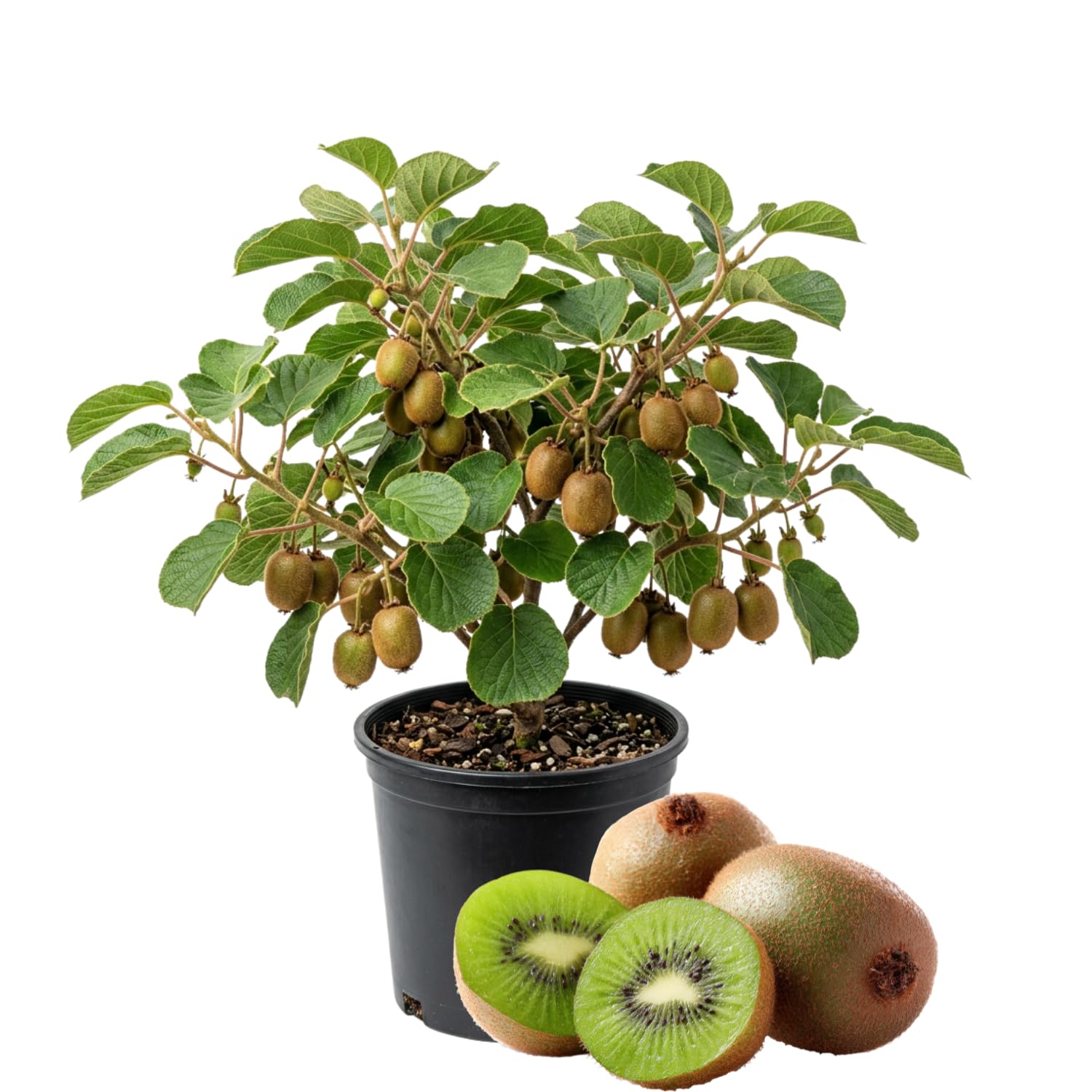 Hardy Kiwi Plants Live, Sweet Berry Vines Well-Rooted 6-8 Inches, Fruit Trees Vines for Garden or Trellis
