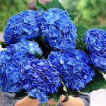 Hydrangea Bush Tree Plants Live, 5-9" Tall, No Pot, Dormant in Winter, Change Color Perennial Planting Indoor Outdoor, Long Lasting Blooms Flower (Deep Blue to Pink)