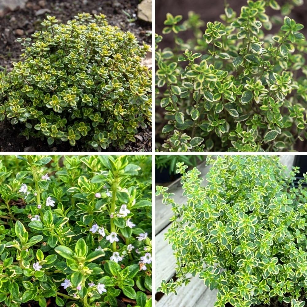Variegated Lemon Live Plant 4 Inch Tall, Fragrant Green Lemon Thyme, Herb Plant for Indoor or Outdoor Growing