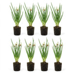 Set 8 Egyptian Walking Onion Live Plants, 1 Year Old Perennial Onions Plants Roots, Winter Allium Vegetables, Outdoor Planting
