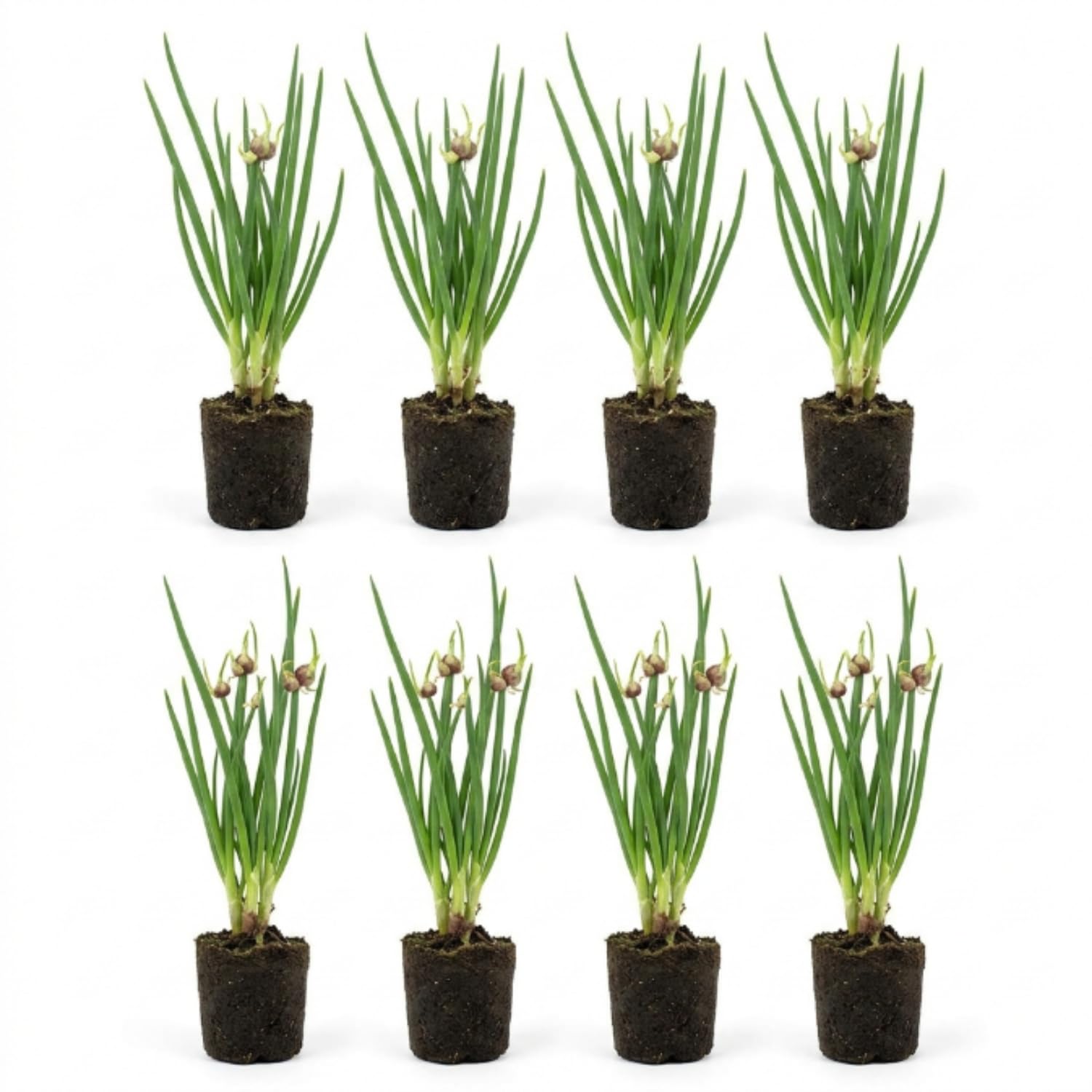 Set 8 Egyptian Walking Onion Live Plants, 1 Year Old Perennial Onions Plants Roots, Winter Allium Vegetables, Outdoor Planting
