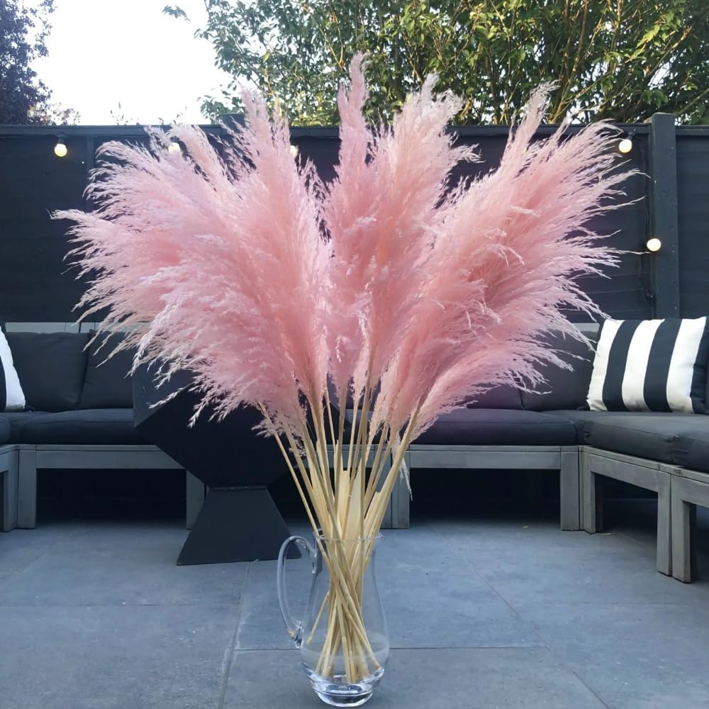 Set 2 Pampas Grass Plants Live Fully Rooted Pruned 5 to 9 Inches Tall, Ornamental Grasses Live Plants Perennial for Planting (Pink Pampas Grass)