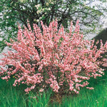 Flowering Almond Shrubs Trees Live Plants in Pot, Well-Rooted Fragrant Flowering Plum Bushes, 8-12 Inches Tall, Ornamental Tree for Outdoor Planting