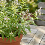 2 Live Lemon Verbena Plant, 3-5 Inches Tall, Fragrant Lemon Verbena Herb Plant for Garden Beds, Patio Pots, and Indoor Containers, No Pot