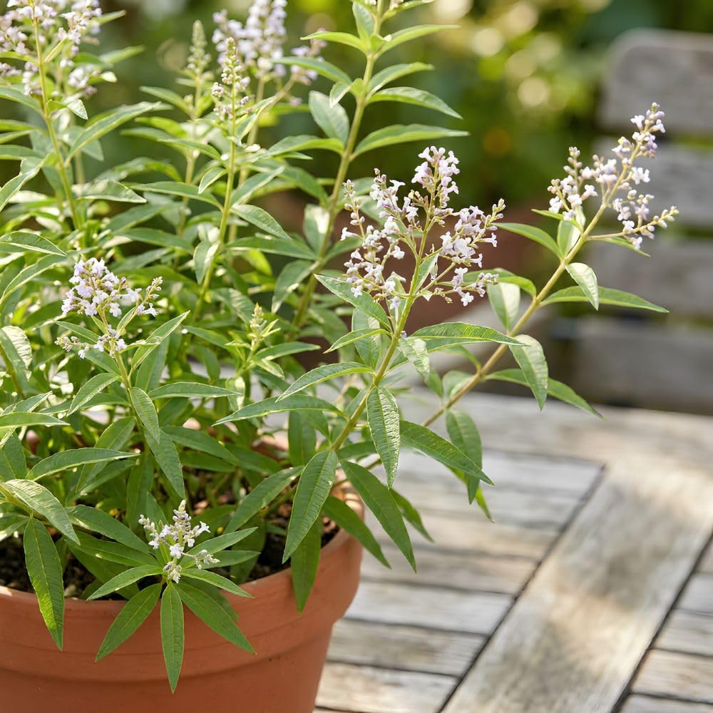 2 Live Lemon Verbena Plant, 3-5 Inches Tall, Fragrant Lemon Verbena Herb Plant for Garden Beds, Patio Pots, and Indoor Containers, No Pot