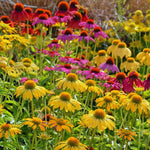 Set 3 of Yellow Echinacea Coneflower Plants Roots, 4 to 5 Inc Tall, Echinacea Plants Live, Coneflower Plant for Gardening Outdoor, Indoor Growing
