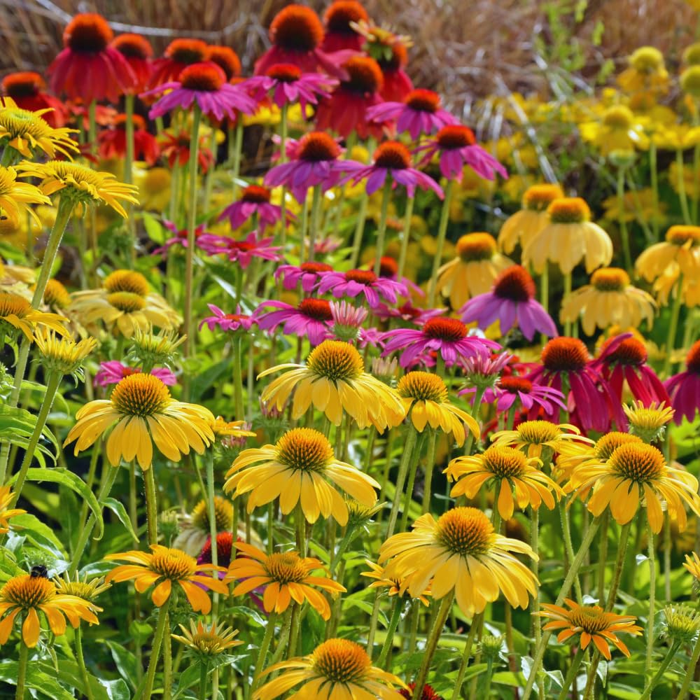 Set 3 of Yellow Echinacea Coneflower Plants Roots, 4 to 5 Inc Tall, Echinacea Plants Live, Coneflower Plant for Gardening Outdoor, Indoor Growing