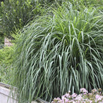 3 Lemon Grass Plants Live, Lemongrass Plants for Outside Planting, Fragant Herb Lemongrass Planting, 4-8 Inc Tall