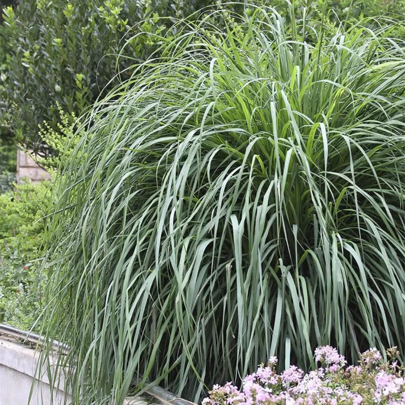 3 Lemon Grass Plants Live, Lemongrass Plants for Outside Planting, Fragant Herb Lemongrass Planting, 4-8 Inc Tall