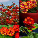 Pack 2 Lantana Live Plants for Planting, Hardy Perennial Lantana Bushes Well Rooted 4-7 Inches, Assorted Blooms (Red Flowers)