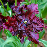 10 Mix Tulip Bulbs, Mixed Bulbs for Fall Planting, Indoor Outdoor Garden, Ready to Plant (Black Parrot Tulip)