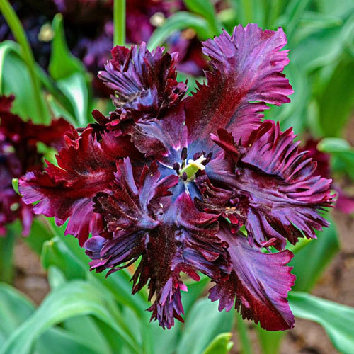 10 Mix Tulip Bulbs, Mixed Bulbs for Fall Planting, Indoor Outdoor Garden, Ready to Plant (Black Parrot Tulip)