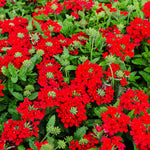 Verbena Plants Live, Verbena Plant from 4-8 Inches Tall, Long Blooming Outdoor Flower Plant for Garden Beds, Hanging Baskets and Containers (Red)