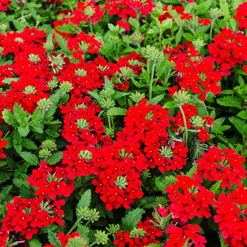 Verbena Plants Live, Verbena Plant from 4-8 Inches Tall, Long Blooming Outdoor Flower Plant for Garden Beds, Hanging Baskets and Containers (Red)