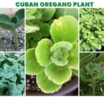 Pack 02 of Cuban Oregano Plants Live, Live Cuban Oregano Plant Indoor, 4 to 6 Inc Tall, Mexican Mint Plant, Spanish Thyme Live, Well Rooted for Gardening