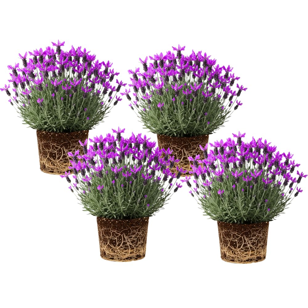 4 Lavender Plants Live Flower Indoor Outdoor, Lavandula Perennial Plants, Well Rooted 4-8" Tall, No Pot (Spanish Lavender)