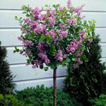 Set 2 Purple Lilac Syringa Plants, Lilac Bushes Live Plant for Planting, 5-10 Inches, Fragrant Lilacs Tree for Garden and Landscape