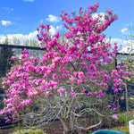 02 Ann Magnolia Tree Live Plant in 2.5" Pot, 1 Year Old Well-Rooted Tree, Cold Hardy, Magnolia Shrub for Spring Planting, Fast-Growing