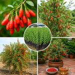 Live Goji Berry Plant, Sweet Goji Berry Plants, 4-6 Inches Tall, Edible Berry Shrub for Backyard Gardens, Patios and Home Growing