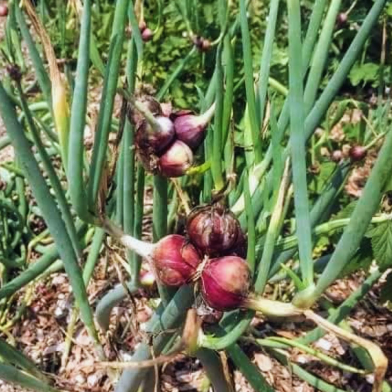 5 Egyptian Walking Onions Plants Live, Egyptian Walking Onions Plant for Planting Outdoors Indoors, 3 to 5 Inc Tall