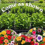 4 Hardy Hibiscus Live Plants, Flowering Shrub, Multicolor Blooms, 4-7" Tall