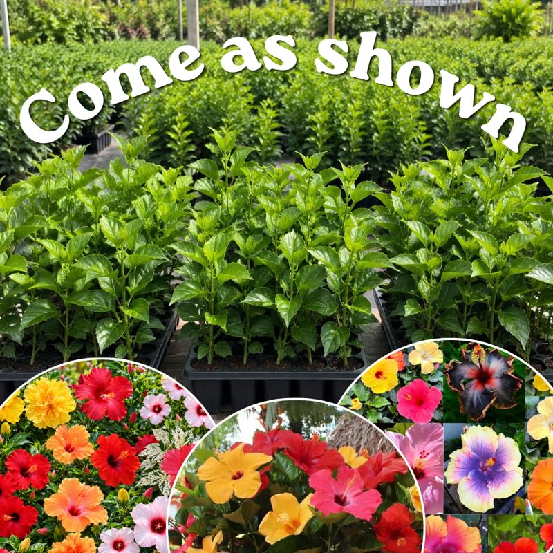 4 Hardy Hibiscus Live Plants, Flowering Shrub, Multicolor Blooms, 4-7" Tall