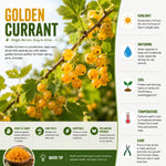 Golden Currant Bush Live Plant, 1 Year Bare Root, Golden Currant Berry Plant Live, 6-12 Inches, Well Rooted Starter Plant