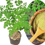 1 Pot 2 Live Moringa Oleifera Trees Live Plants, 11 Months Old 12-15" Malunggay Plants Drumstick Horseradish Trees Herb for Planting, No CA
