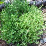 English Thyme Live Plant, 3-6 Inch Tall, Thyme Herb Plant for Outdoor Garden and Indoor Container Growing, Fragrant Herb Plant, No Pot Included
