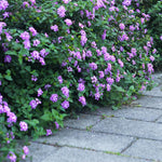2 Trailing Lantana Plants Live for Planting Indoor Outdoor, 4-8 Inch Tall, Butterfly Fragrant Lantana Flowers, No Pot (Purple Lantana)