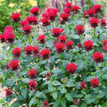 Red Bee Balm Live Plant, 2-5" Tall Monarda Flower Starters, Rooted in Soil, No Pot, Bee Balm Flower Plant Perennial, Outdoor Garden Herb, Easy to Grow
