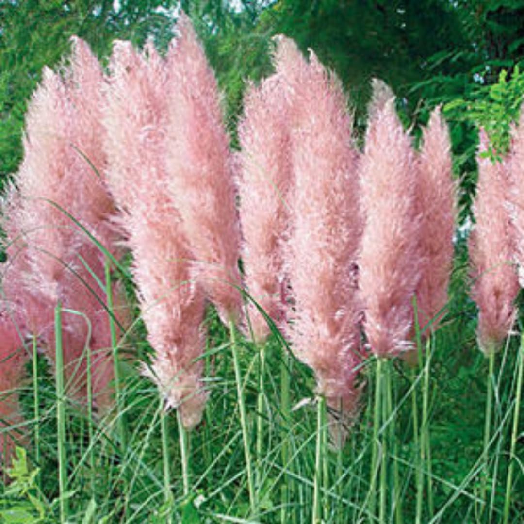 2 Pink Pampas Grass Plants Live, Ornamental Grasses Live Plants Perennial, Pampas Grass Live Plants Outside