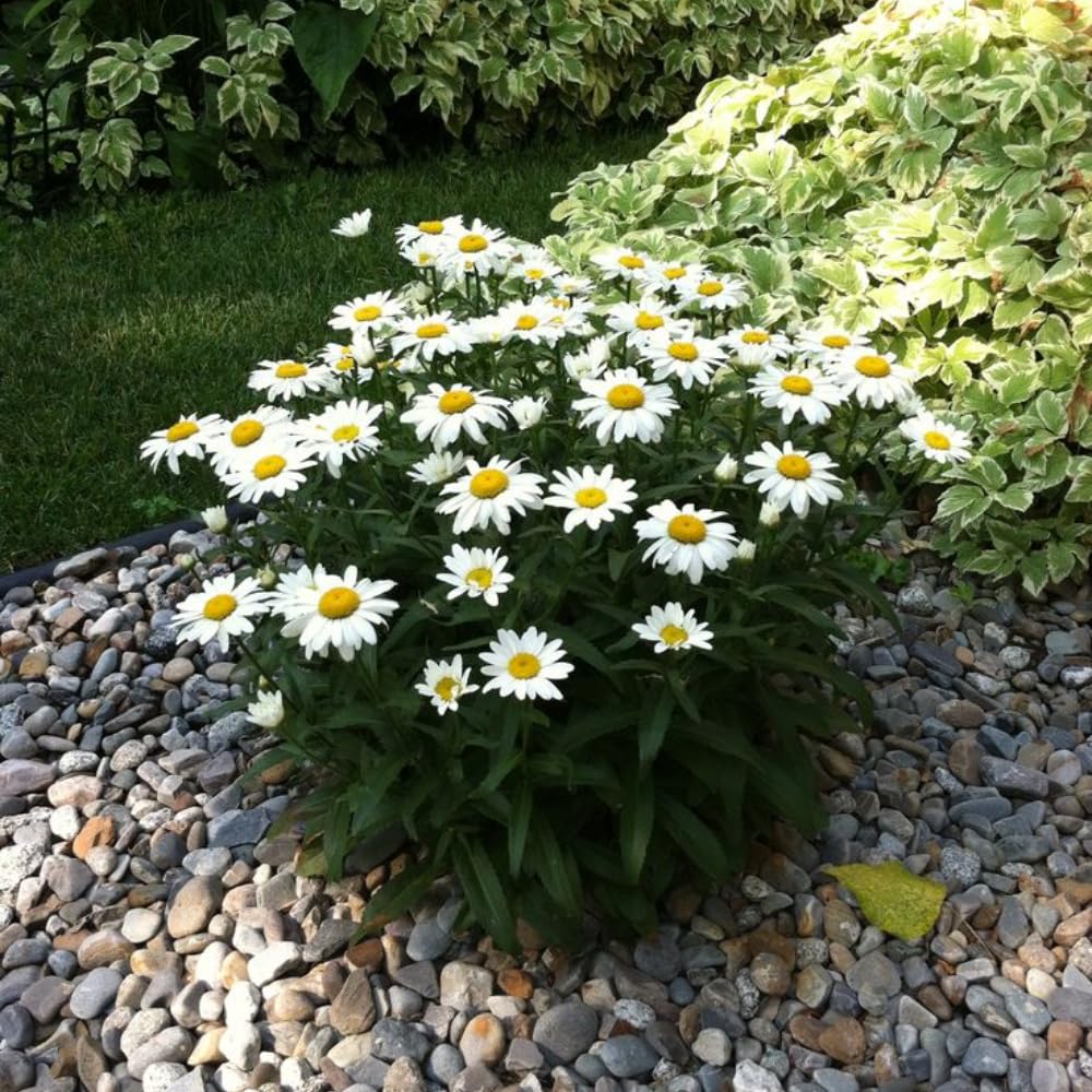 Set 3 Daisy Live Plants 5-8 Inches Well Rooted, White Perennial Flowering Daisies, Indoor Outdoor Garden