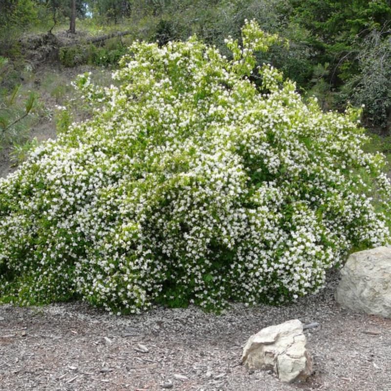 Potted Mock Orange Trees Live Plants, 6-12" Philadelphus Very Fragrant Climbing Bush Shrub Tree, White Blooms