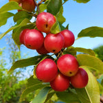 Crabapple Tree Live Plant, Red Apple Fruit Tree, 6 to 10 Inches Tall, Crabapple Tree for Outdoor Growing