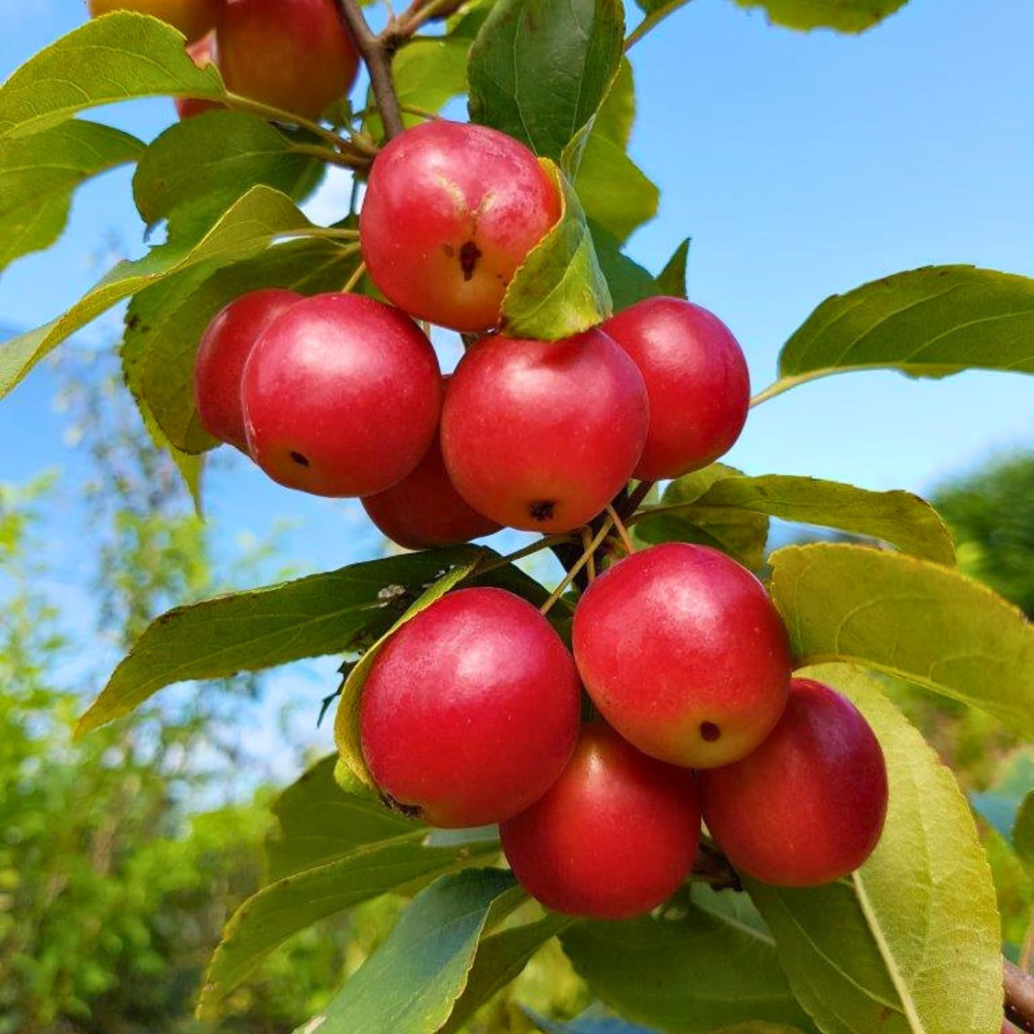 Crabapple Tree Live Plant, Red Apple Fruit Tree, 6 to 10 Inches Tall, Crabapple Tree for Outdoor Growing