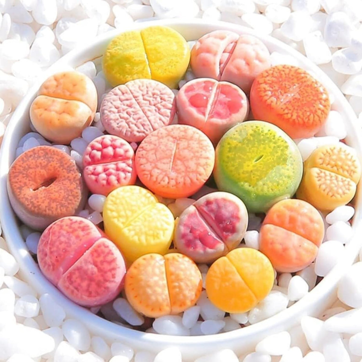 Pack 30 Lithops Succulents Plants Live, Multicolor Lithops Live Plants Indoor Outdoor, Lithops Houseplant for Decoration Home Garden