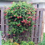 Set 2 Red Honeysuckle Plants Live, Live Coral Honeysuckle Plants 5-9" Tall, Honeysuckle Vines Bushes for Planting, Climbing Honeysuckle