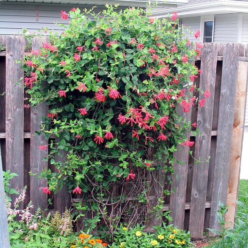 Red Coral Honeysuckle Live Plant Well-Rooted, 5-9" Red Honeysuckle Plant Live, Honeysuckle Vine Bush for Planting, Bush Honeysuckle