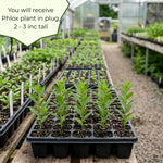 Phlox Plant, Soft Pink Phlox Plant in Plug, 2-3 Inches Tall, Hardy Perennial Flower for Outdoor Garden