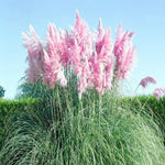 2 Grass Ornamental Grasses Seedlings, Live Grass Perennial Hardy Ornamental Plants, Outdoor Planting, 5-9" Tall (Pink Pampas)