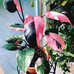 Philodendron Plant Live, Variegated Philodendrons, Tropical Houseplant Well Rooted 4-8 Inches (Pink Philodendron)