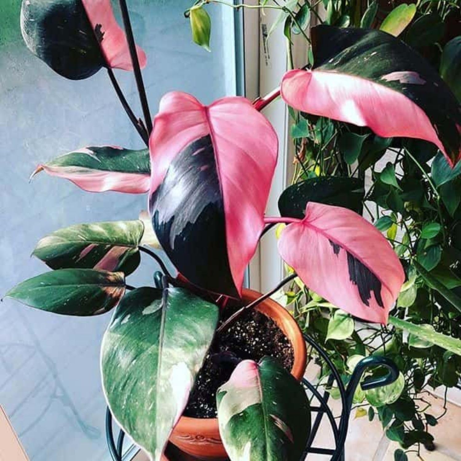 Philodendron Plant Live, Variegated Philodendrons, Tropical Houseplant Well Rooted 4-8 Inches (Pink Philodendron)