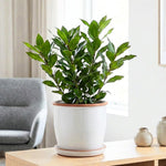 Laurus Nobilis Live Plant Tree Live, Bay Leaf Plants, Fragrant Sweet Laurel Bay Leaf Trees, Sweet Bay Laurel Live Plants from 5 to 9 Inc in Tall