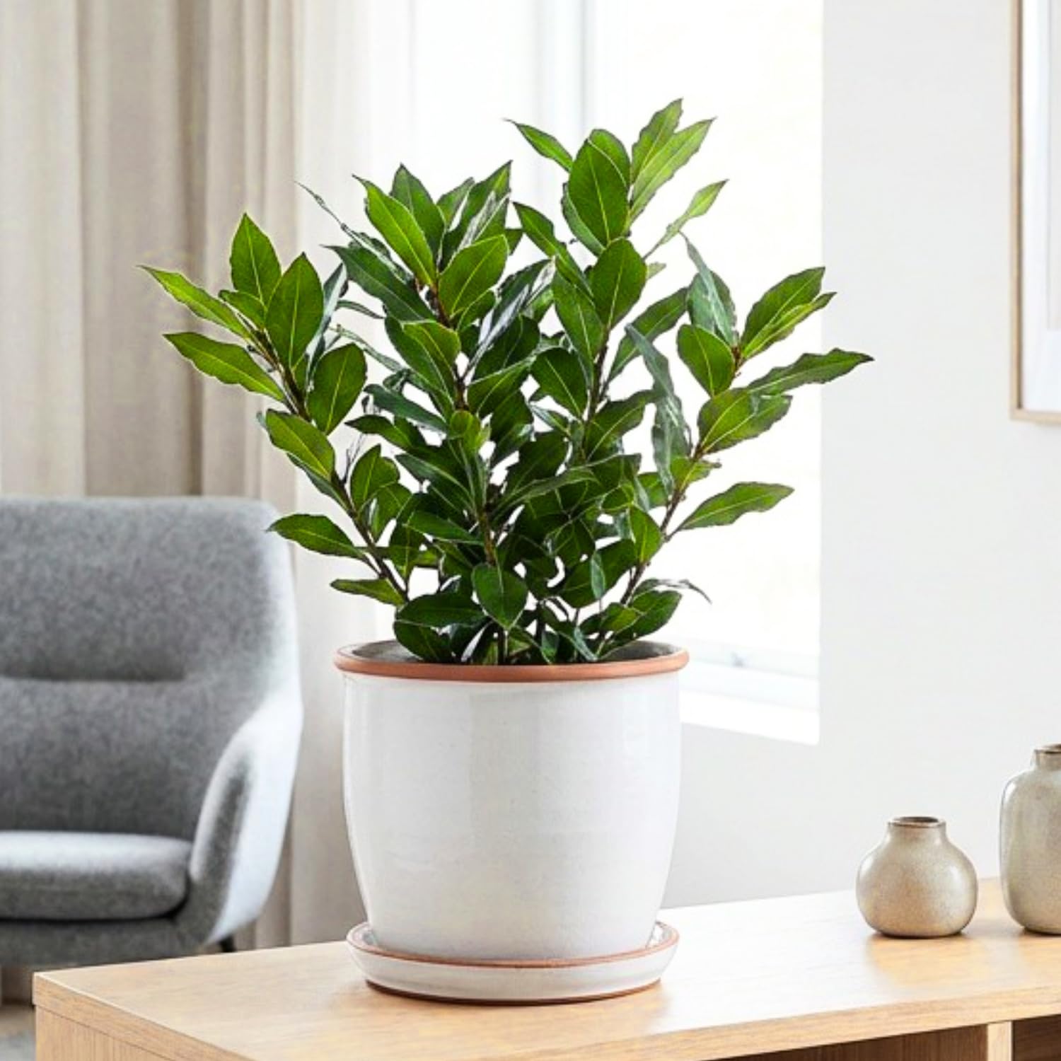 Laurus Nobilis Live Plant Tree Live, Bay Leaf Plants, Fragrant Sweet Laurel Bay Leaf Trees, Sweet Bay Laurel Live Plants from 5 to 9 Inc in Tall